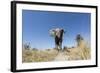 Botswana, Chobe NP, African Elephant Walking on a Path in Savuti Marsh-Paul Souders-Framed Photographic Print