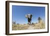 Botswana, Chobe NP, African Elephant Walking on a Path in Savuti Marsh-Paul Souders-Framed Photographic Print