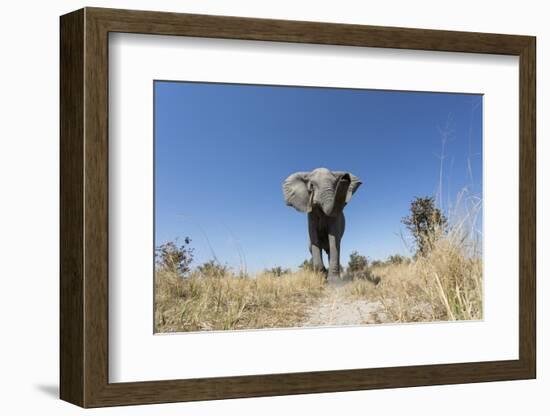 Botswana, Chobe NP, African Elephant Walking on a Path in Savuti Marsh-Paul Souders-Framed Photographic Print