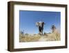 Botswana, Chobe NP, African Elephant Walking on a Path in Savuti Marsh-Paul Souders-Framed Photographic Print