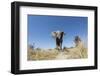 Botswana, Chobe NP, African Elephant Walking on a Path in Savuti Marsh-Paul Souders-Framed Photographic Print