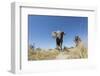 Botswana, Chobe NP, African Elephant Walking on a Path in Savuti Marsh-Paul Souders-Framed Photographic Print