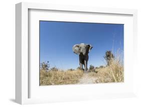 Botswana, Chobe NP, African Elephant Walking on a Path in Savuti Marsh-Paul Souders-Framed Photographic Print