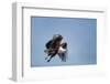 Botswana, Chobe NP, African Fish Eagle Taking Off Above Savuti Marsh-Paul Souders-Framed Photographic Print