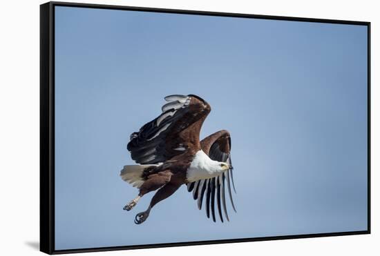 Botswana, Chobe NP, African Fish Eagle Taking Off Above Savuti Marsh-Paul Souders-Framed Stretched Canvas