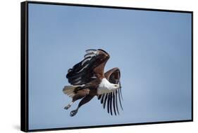 Botswana, Chobe NP, African Fish Eagle Taking Off Above Savuti Marsh-Paul Souders-Framed Stretched Canvas