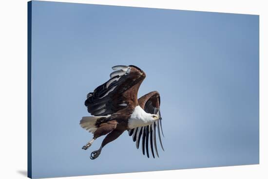 Botswana, Chobe NP, African Fish Eagle Taking Off Above Savuti Marsh-Paul Souders-Stretched Canvas