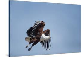 Botswana, Chobe NP, African Fish Eagle Taking Off Above Savuti Marsh-Paul Souders-Stretched Canvas