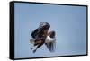 Botswana, Chobe NP, African Fish Eagle Taking Off Above Savuti Marsh-Paul Souders-Framed Stretched Canvas