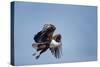 Botswana, Chobe NP, African Fish Eagle Taking Off Above Savuti Marsh-Paul Souders-Stretched Canvas