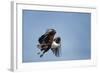 Botswana, Chobe NP, African Fish Eagle Taking Off Above Savuti Marsh-Paul Souders-Framed Photographic Print