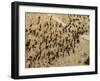 Botswana, Chobe NP, Cape Buffalo Herd in Savuti Marsh at Sunset-Paul Souders-Framed Photographic Print