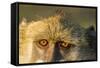 Botswana, Chobe NP, Chacma Baboon Sitting in Morning Along Chobe River-Paul Souders-Framed Stretched Canvas