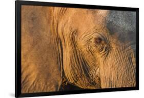 Botswana, Chobe NP, Elephant Standing Along Chobe River at Sunset-Paul Souders-Framed Photographic Print