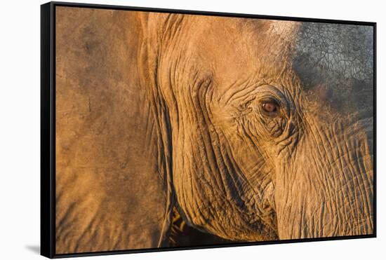 Botswana, Chobe NP, Elephant Standing Along Chobe River at Sunset-Paul Souders-Framed Stretched Canvas