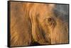 Botswana, Chobe NP, Elephant Standing Along Chobe River at Sunset-Paul Souders-Framed Stretched Canvas