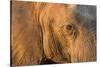 Botswana, Chobe NP, Elephant Standing Along Chobe River at Sunset-Paul Souders-Stretched Canvas