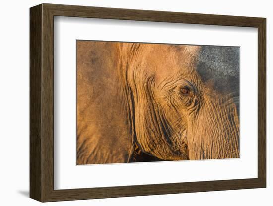 Botswana, Chobe NP, Elephant Standing Along Chobe River at Sunset-Paul Souders-Framed Photographic Print