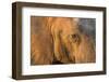 Botswana, Chobe NP, Elephant Standing Along Chobe River at Sunset-Paul Souders-Framed Photographic Print