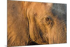 Botswana, Chobe NP, Elephant Standing Along Chobe River at Sunset-Paul Souders-Mounted Premium Photographic Print