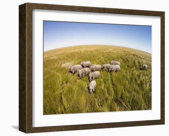 Botswana, Chobe NP, Elephants Walking Savuti Marsh's in Okavango Delta-Paul Souders-Framed Photographic Print