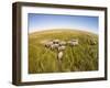 Botswana, Chobe NP, Elephants Walking Savuti Marsh's in Okavango Delta-Paul Souders-Framed Photographic Print