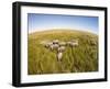 Botswana, Chobe NP, Elephants Walking Savuti Marsh's in Okavango Delta-Paul Souders-Framed Photographic Print