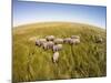 Botswana, Chobe NP, Elephants Walking Savuti Marsh's in Okavango Delta-Paul Souders-Mounted Photographic Print