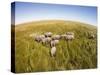 Botswana, Chobe NP, Elephants Walking Savuti Marsh's in Okavango Delta-Paul Souders-Stretched Canvas