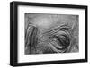 Botswana, Chobe NP, Eyeball of Elephant Standing Along Chobe River-Paul Souders-Framed Photographic Print