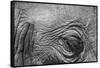 Botswana, Chobe NP, Eyeball of Elephant Standing Along Chobe River-Paul Souders-Framed Stretched Canvas