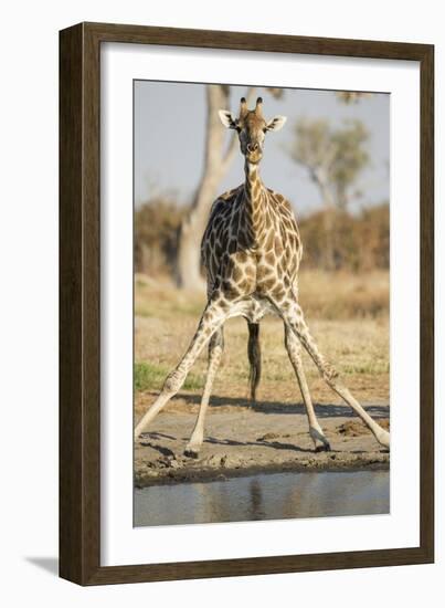 Botswana, Chobe NP, Giraffe Kneeling to Drink at Edge of Water Hole-Paul Souders-Framed Photographic Print