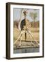 Botswana, Chobe NP, Giraffe Kneeling to Drink at Edge of Water Hole-Paul Souders-Framed Photographic Print