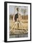 Botswana, Chobe NP, Giraffe Kneeling to Drink at Edge of Water Hole-Paul Souders-Framed Photographic Print