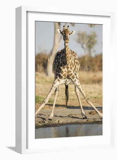 Botswana, Chobe NP, Giraffe Kneeling to Drink at Edge of Water Hole-Paul Souders-Framed Photographic Print