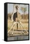 Botswana, Chobe NP, Giraffe Kneeling to Drink at Edge of Water Hole-Paul Souders-Framed Stretched Canvas