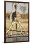 Botswana, Chobe NP, Giraffe Kneeling to Drink at Edge of Water Hole-Paul Souders-Framed Photographic Print