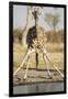 Botswana, Chobe NP, Giraffe Kneeling to Drink at Edge of Water Hole-Paul Souders-Framed Photographic Print