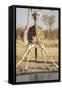 Botswana, Chobe NP, Giraffe Kneeling to Drink at Edge of Water Hole-Paul Souders-Framed Stretched Canvas