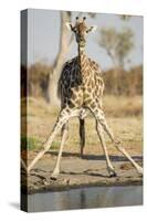 Botswana, Chobe NP, Giraffe Kneeling to Drink at Edge of Water Hole-Paul Souders-Stretched Canvas