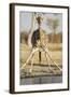 Botswana, Chobe NP, Giraffe Kneeling to Drink at Edge of Water Hole-Paul Souders-Framed Photographic Print