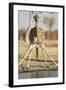 Botswana, Chobe NP, Giraffe Kneeling to Drink at Edge of Water Hole-Paul Souders-Framed Photographic Print