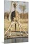 Botswana, Chobe NP, Giraffe Kneeling to Drink at Edge of Water Hole-Paul Souders-Mounted Photographic Print
