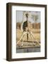 Botswana, Chobe NP, Giraffe Kneeling to Drink at Edge of Water Hole-Paul Souders-Framed Photographic Print