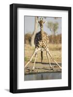 Botswana, Chobe NP, Giraffe Kneeling to Drink at Edge of Water Hole-Paul Souders-Framed Photographic Print