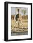 Botswana, Chobe NP, Giraffe Kneeling to Drink at Edge of Water Hole-Paul Souders-Framed Photographic Print