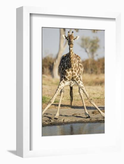 Botswana, Chobe NP, Giraffe Kneeling to Drink at Edge of Water Hole-Paul Souders-Framed Photographic Print