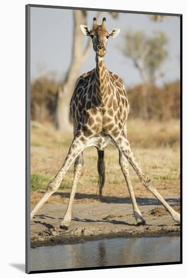 Botswana, Chobe NP, Giraffe Kneeling to Drink at Edge of Water Hole-Paul Souders-Mounted Photographic Print