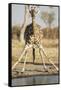 Botswana, Chobe NP, Giraffe Kneeling to Drink at Edge of Water Hole-Paul Souders-Framed Stretched Canvas