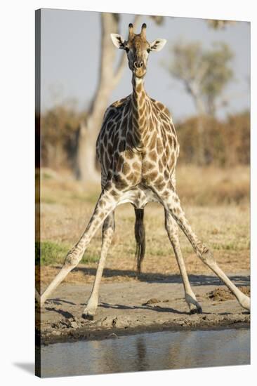 Botswana, Chobe NP, Giraffe Kneeling to Drink at Edge of Water Hole-Paul Souders-Stretched Canvas